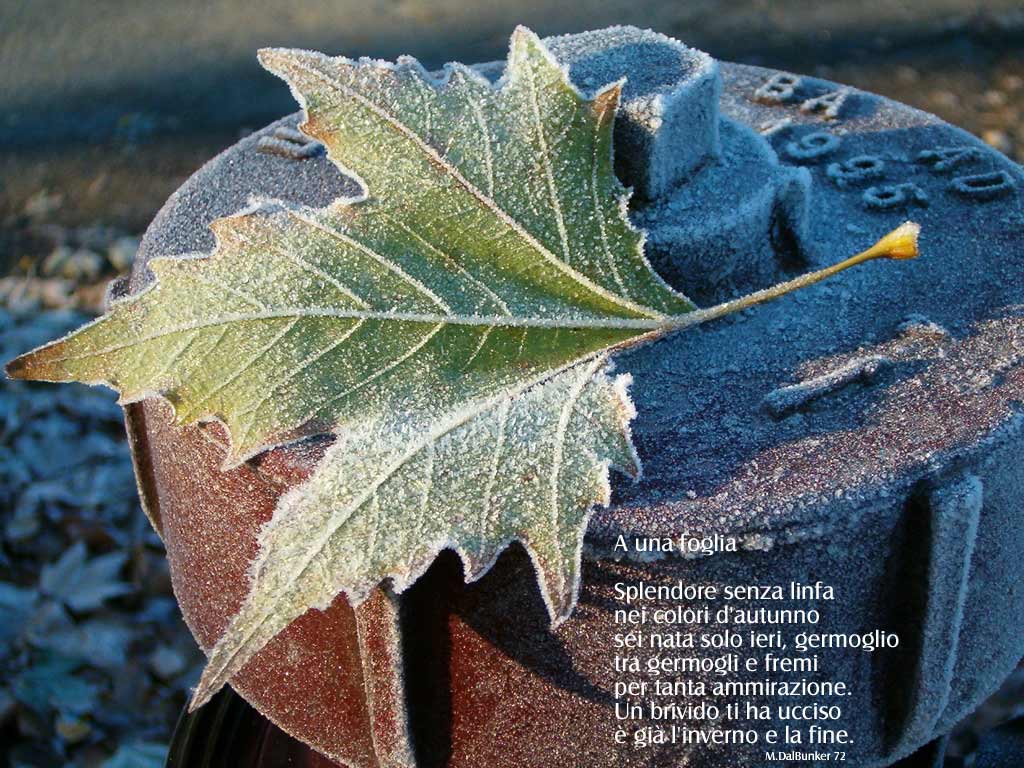 A una foglia