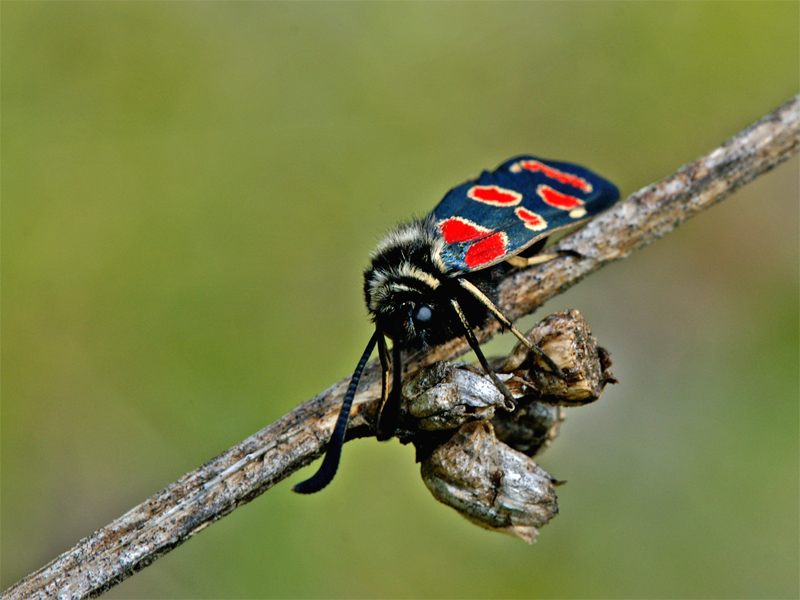 zygaena