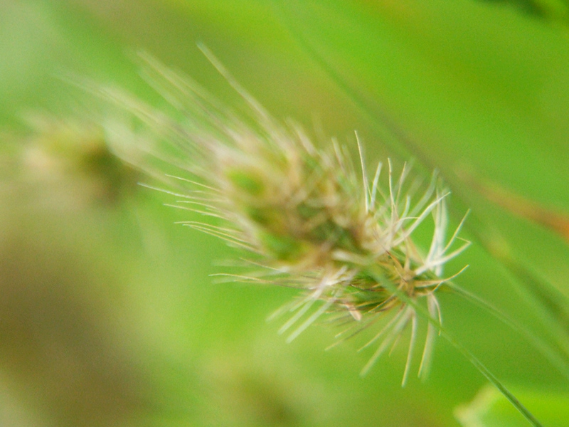 Macrast - NonSoloFoto-UMBRIA 15-17 Giugno # 7