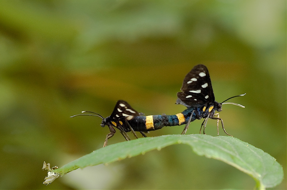 Two Syntomis Phegeae