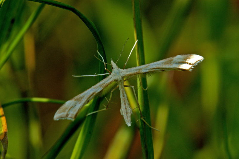 extraterrestre (mai vista) apertura delle ali 1,5 cm il corpo 1cm