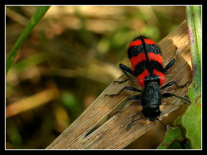 Un insospettato micro-killer