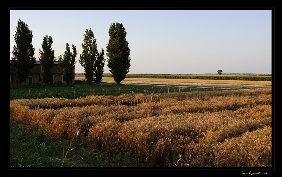Oro spettinato... in campagna