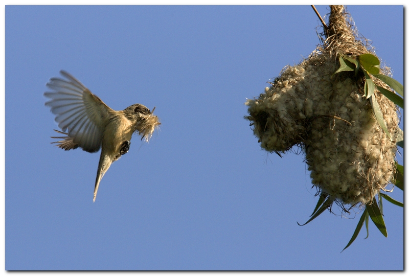 Pendolino - Manutenzione al nido