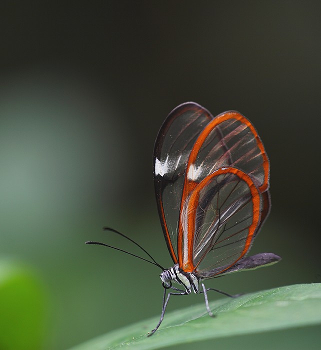 Una cos� l'avete mai vista? noo? nemmeno io...