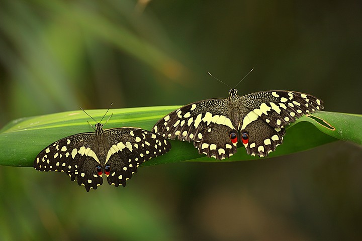 Two and better of one....