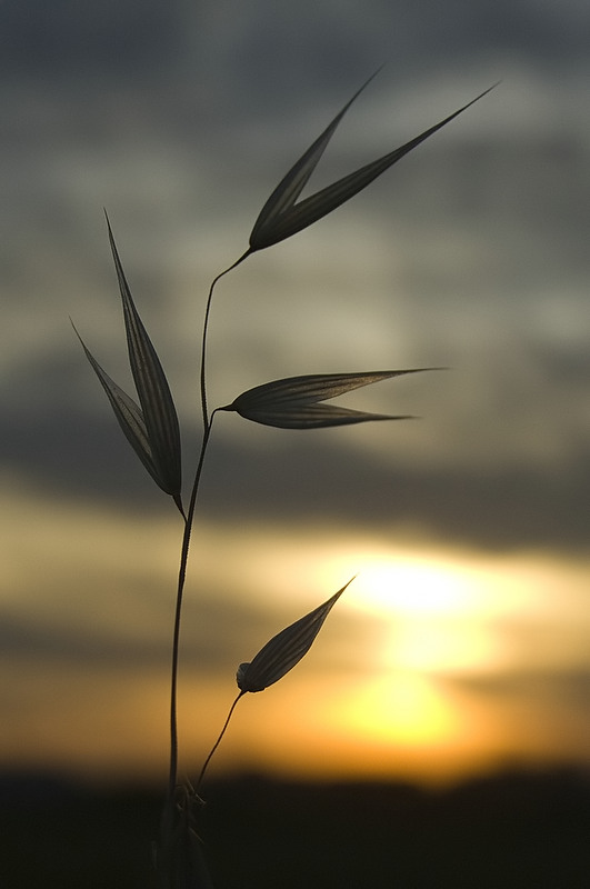 presenze al tramonto