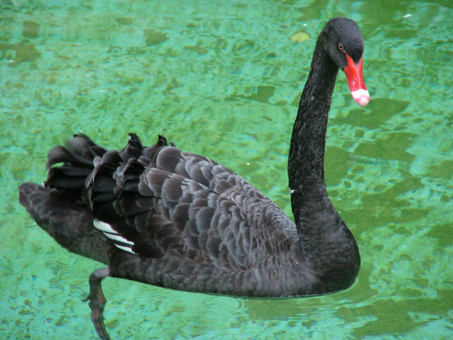 il brutto anatroccolo..