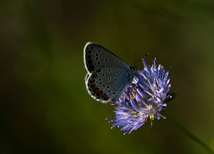 Dedicata ad Avantime