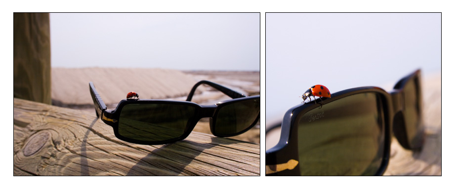 Persol & LadyBird