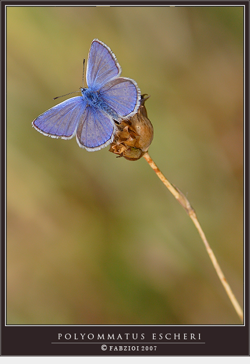 Perfettamente.... in semitrasparenza: Polyommatus Escheri
