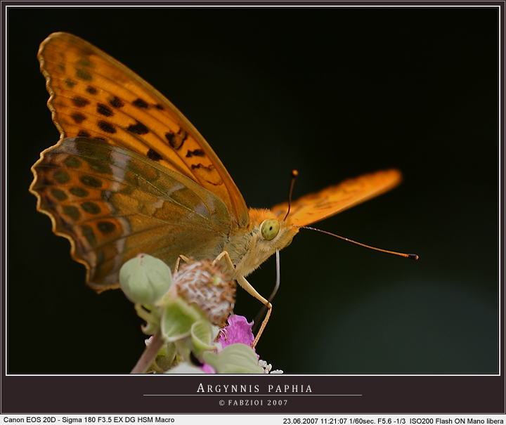 Scuisate la classe....... Arginnys paphia