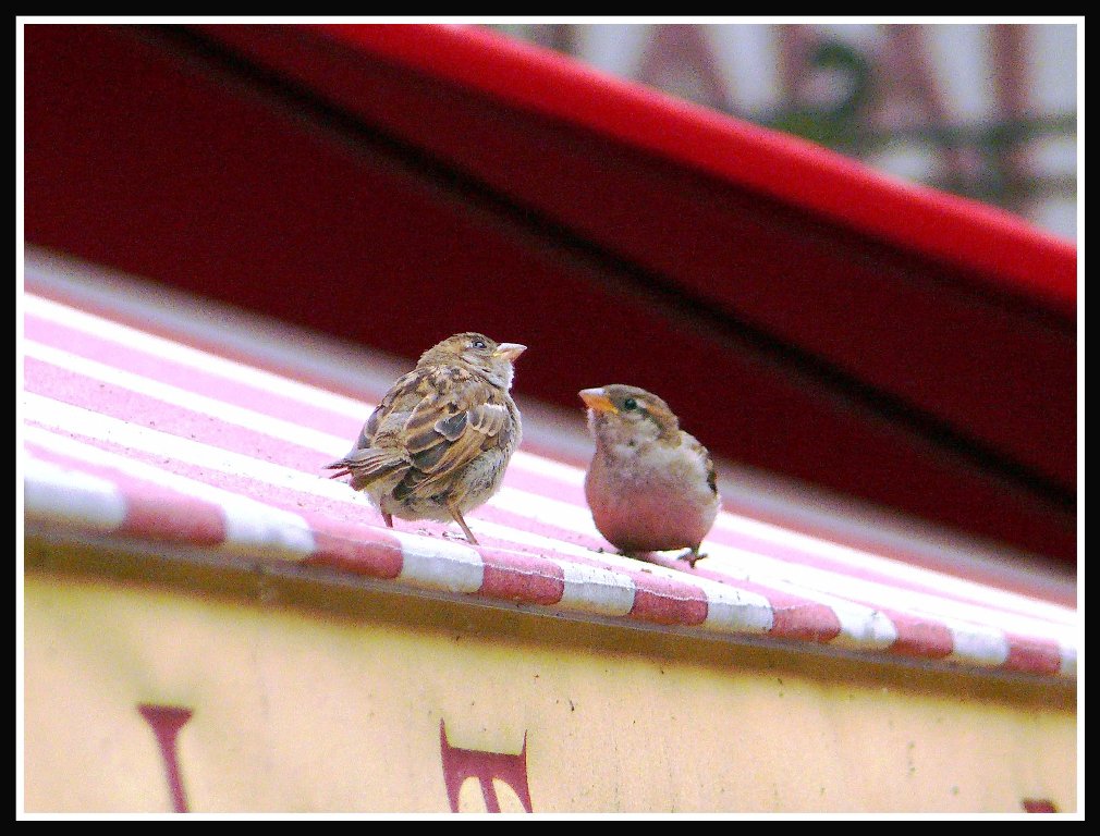 e dai... facciamo pace... (dedicata a mia mogl�ie)