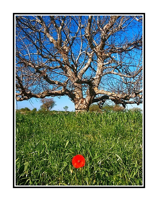 ......la forza e la delicatezza.........