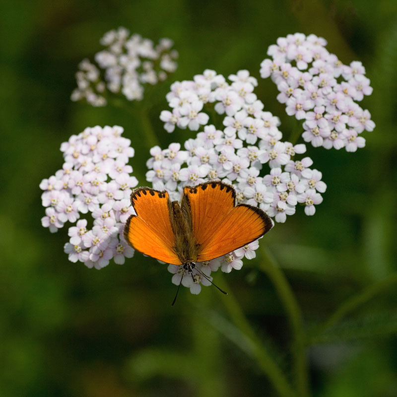 Bianco Arancio Verde