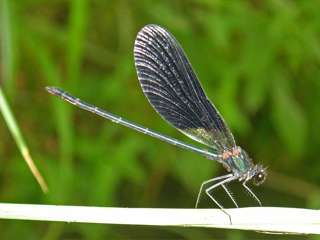 Calopteryx virgo