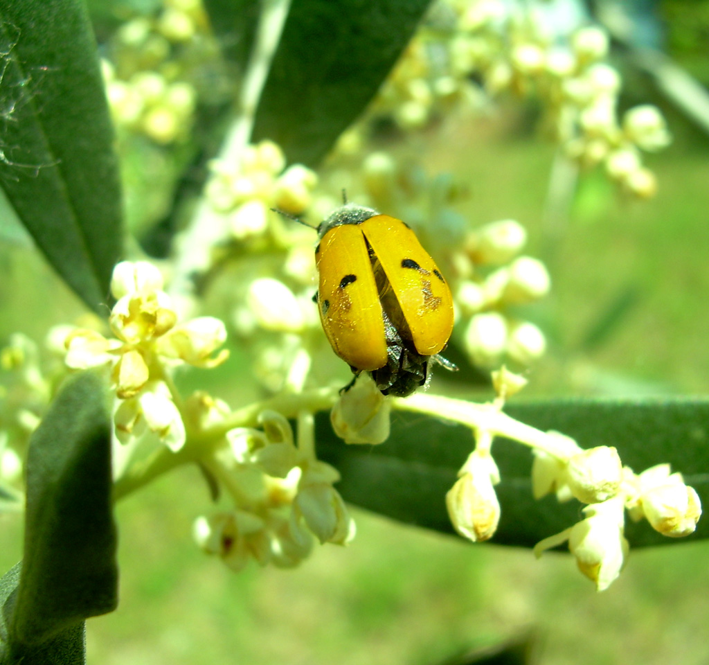 coccinella gialla
