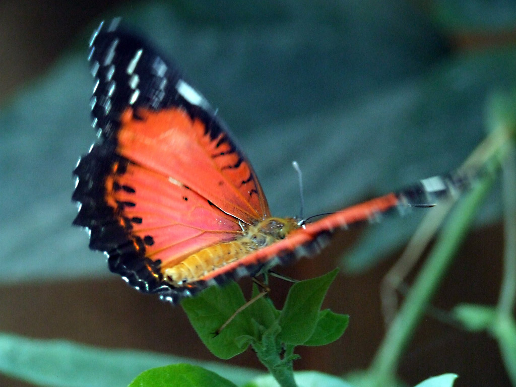 in un batter d'ali..