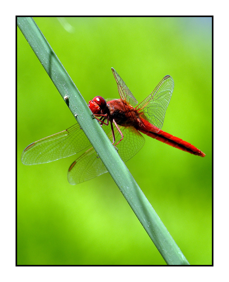 libellula