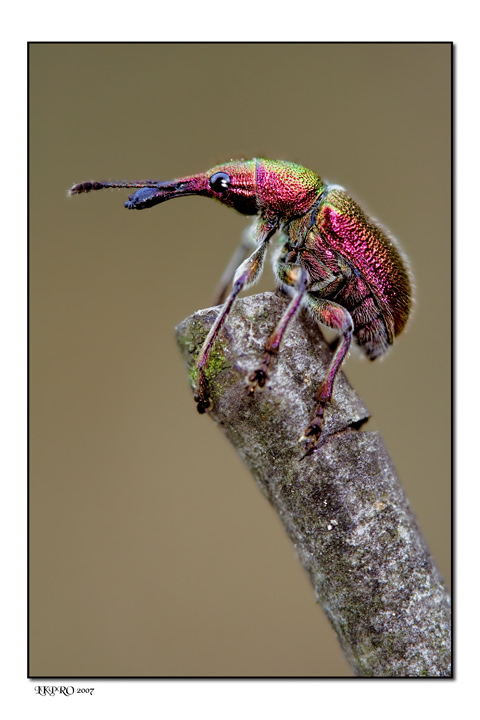 politicamente guardo verso sinistra