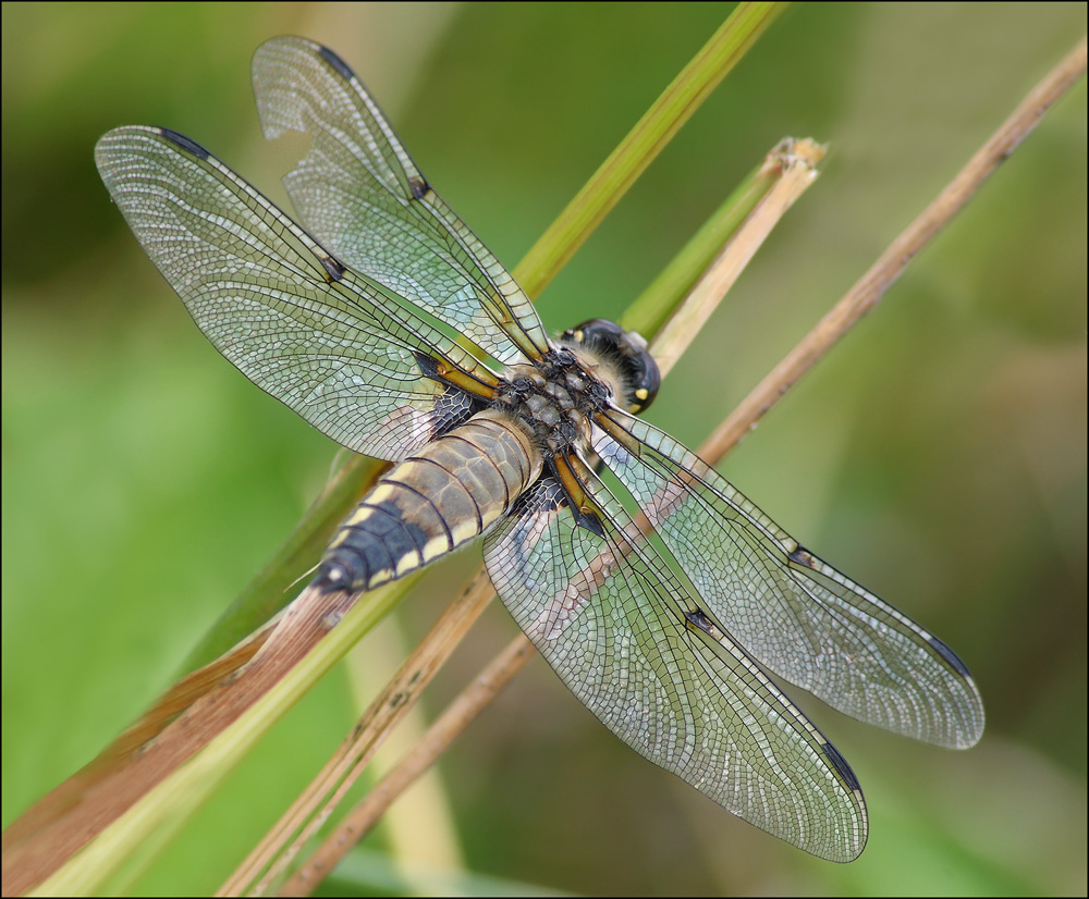 libellula paffutella