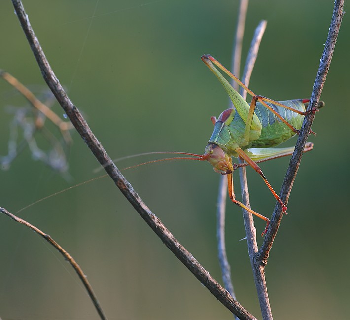 Ho qual'cosa nei denti...
