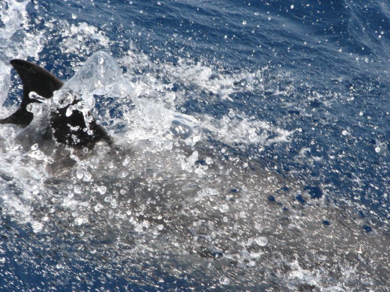 non � uno squalo..