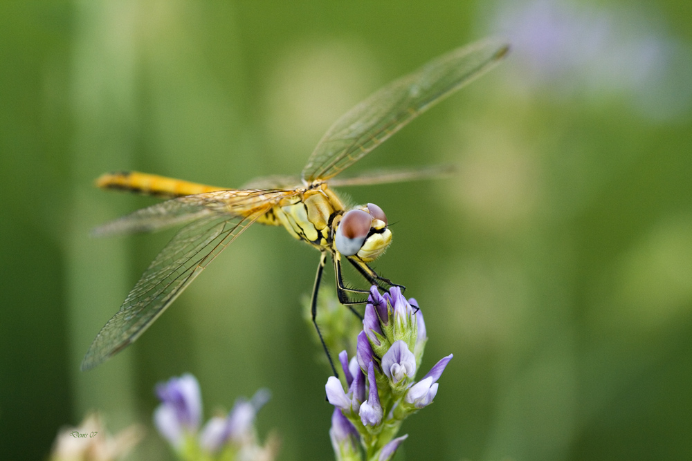 libellula