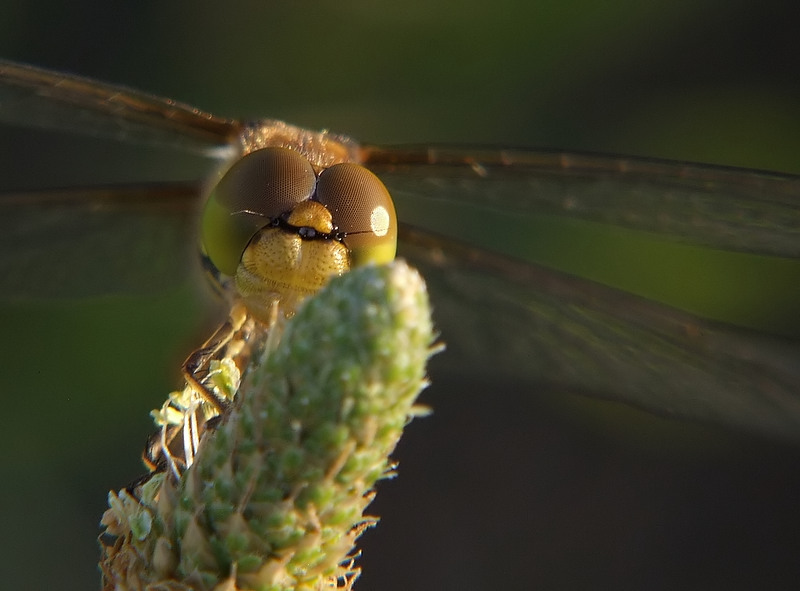 il cugino di Garfield