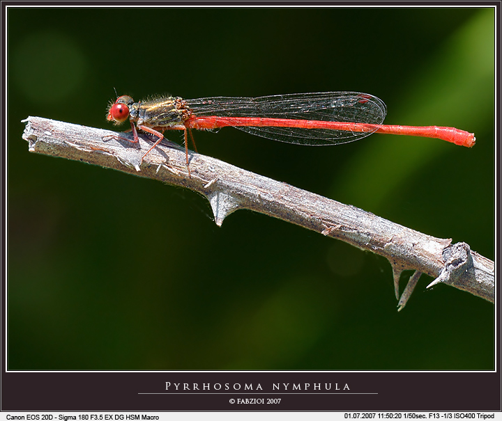Si � fatta ROSSA... quando mi ha visto!