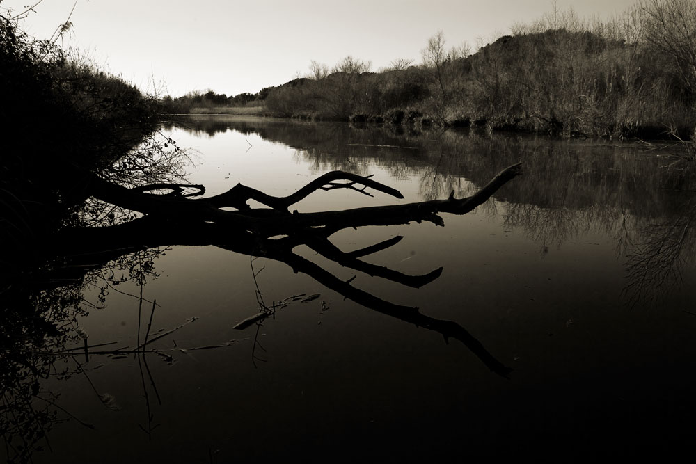 Tree-lying-on-the-waterNF5I6004_0019