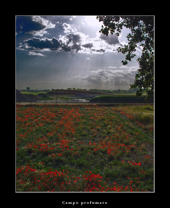 Campo profumato