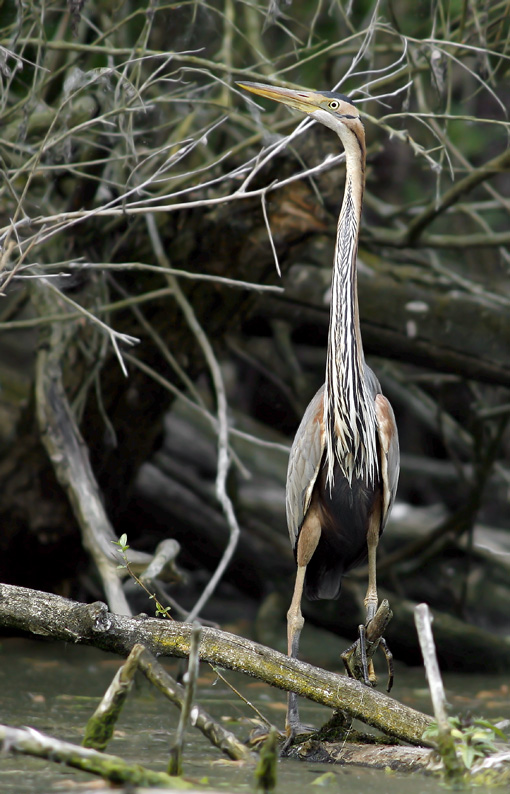 Renzo-Ancora Rossooooooooooooo