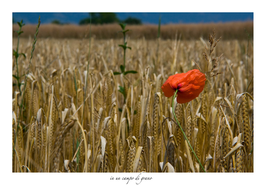 in un campo di grano