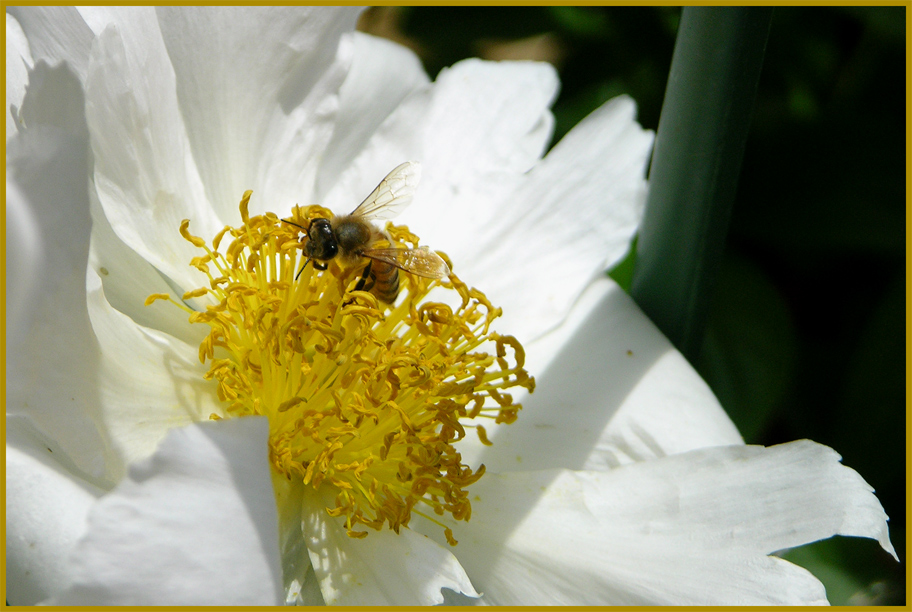 Lavorando con impegno