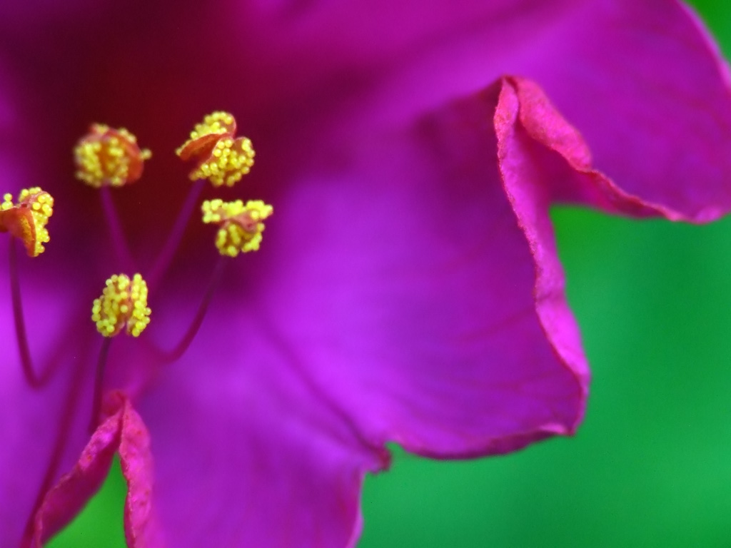 barriera fiorellina..