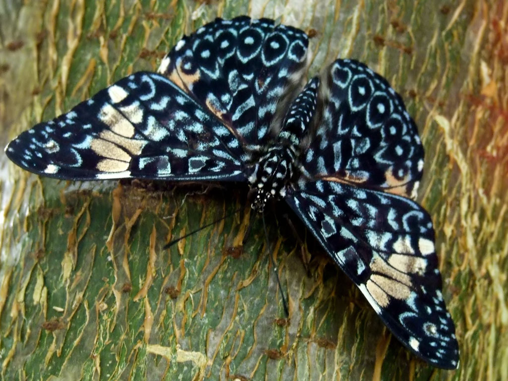 mimetismo..mal riuscito!