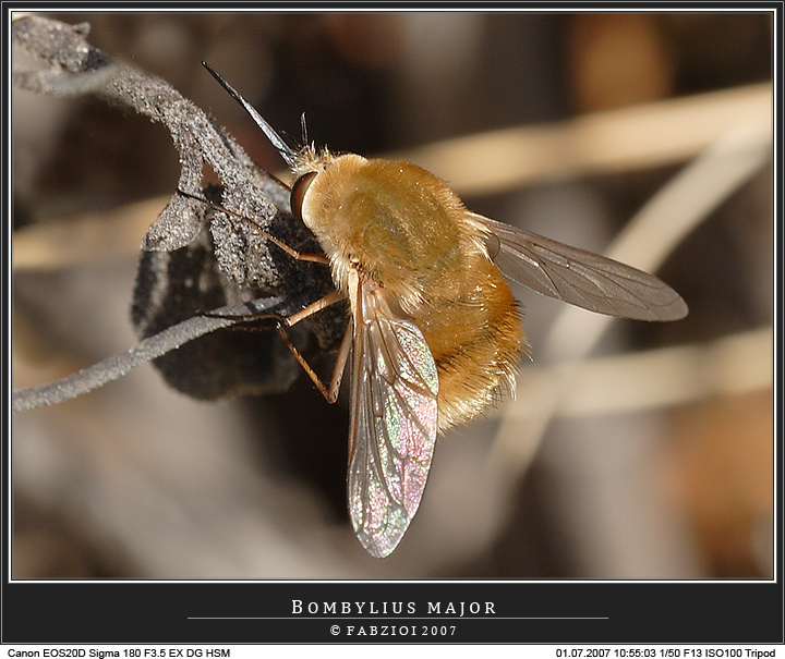 BOMBYLIUS MAYOR