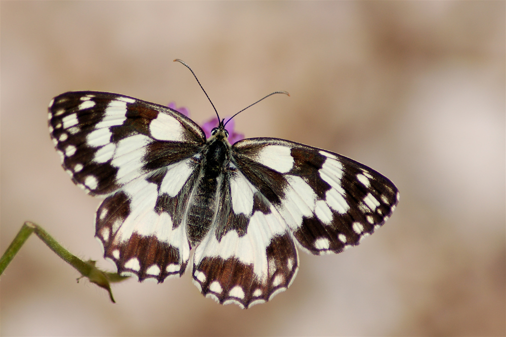 Dal Parco Nazionale d'Abruzzo