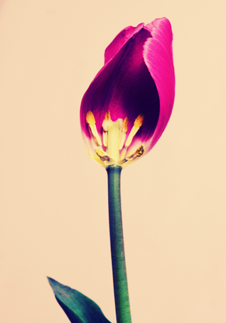 cherry blossom girl...