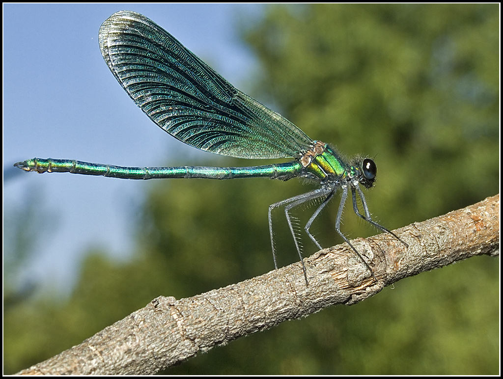 Tanto pe cambi� . Again Libellula ( di sicuro non in estinzione )
