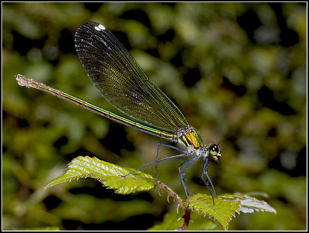 Libellula