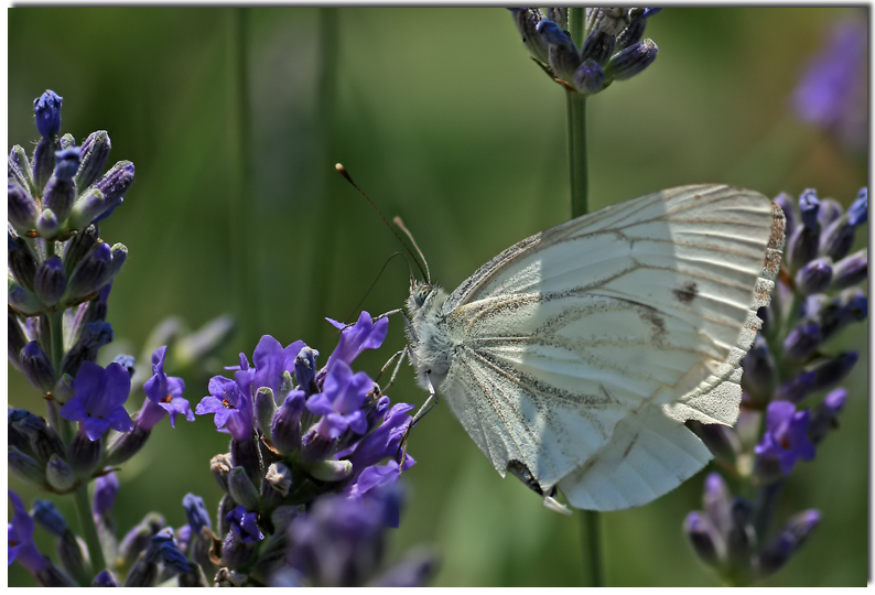 lavanda in fiore