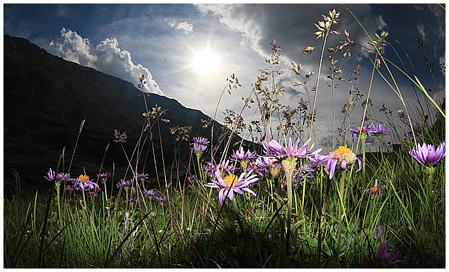 Fiori di Alta Montagna