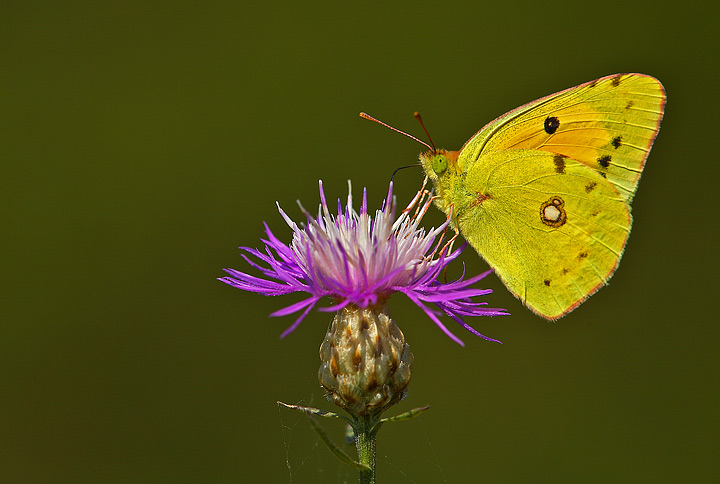 Colias crocea