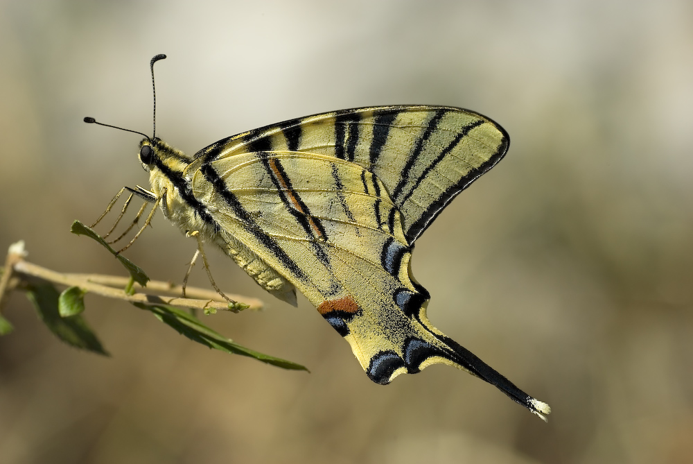 Podalirium ..per tutto il MACRORADUNO