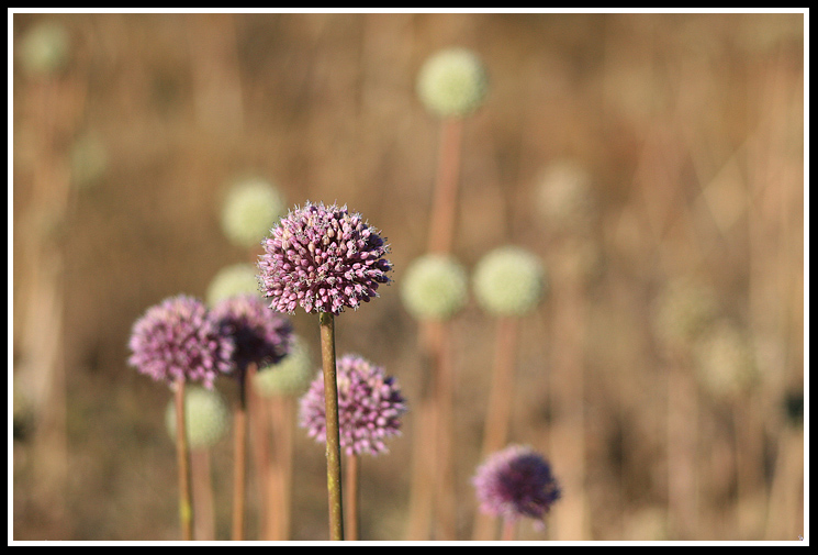 Palloncini colorati.