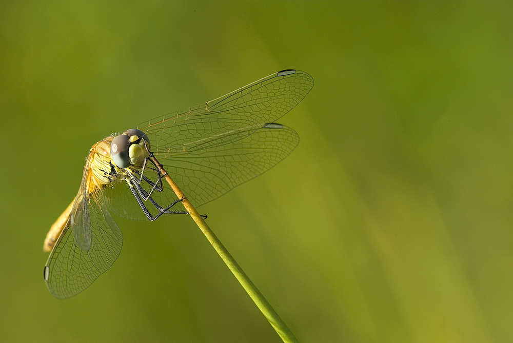 Un Funghetto :-) (sempre dal Macroraduno)