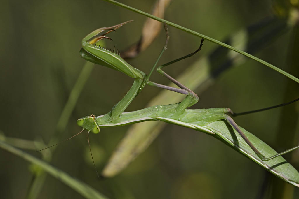Mantide (dal macroraduno)