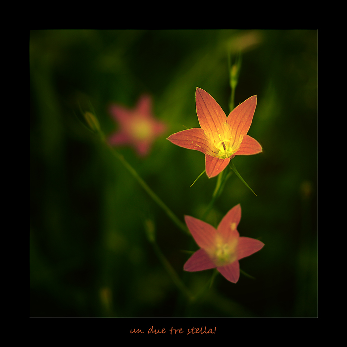 un, due, tre... STELLA!